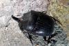 Copris hispanus
